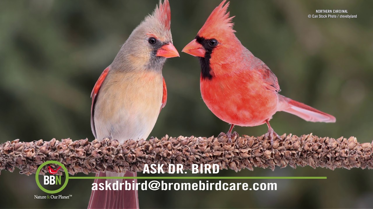 Bbn 2 64 Bird Alarm Lenses For Bird Photography Cardinals And