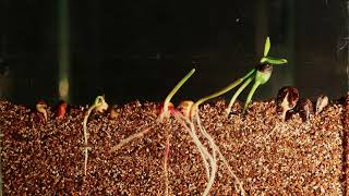 Soil Cross Section | Timelapse 4K