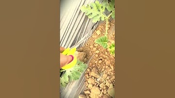 secret tricks that are easy to apply in the fields for the process of pruning pumpkin plants #shorts