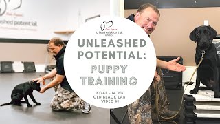 Unleashed Potential Puppy Training - Koal 14 week Old Black Lab. Follow Along and Learn. Vid #1 by Unleashed Potential K9 TV 7,567 views 3 years ago 10 minutes, 52 seconds