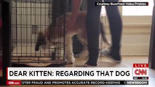 Cnn Newsroom Features Dear Kitten Regarding The Dog 10-10-14