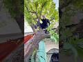 Stop Running! You Can't Escape Him[KINDNESS BOSS] #shorts #viral #trend #kind #kungfu #funny