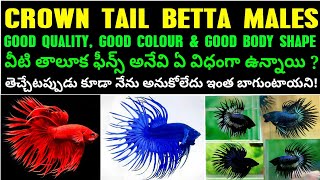 BEST QUALITY CROWNTAIL BETTA MALES TELUGU