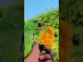 मिट्ठू को भूख लगी है 🦜😅 #talkingparot #funny #viralvideo #shorts