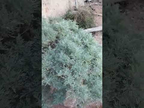 الشيبة البلدية