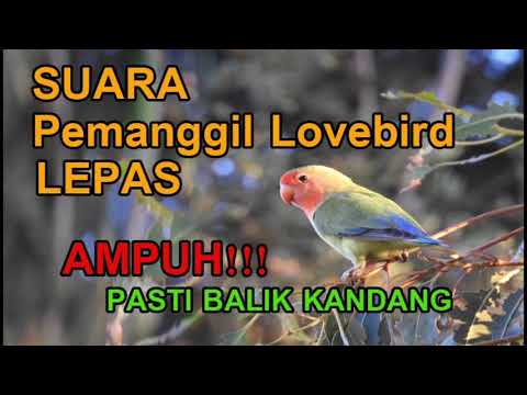 Lovebird FIGHTER Ngekek Panjang FULL EMOSI, Pancing Lovebird LOYO AUTO NYAUT GACOR Rajin BUNYI