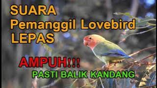 SUARA PANGGILAN LOVEBIRD LEPAS V2 JERNIH DAN KERAS, DIJAMIN BALIK KANDANG!!