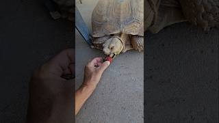 my tortoise came over for head scratches and ...