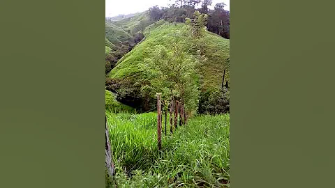 Umanzor
