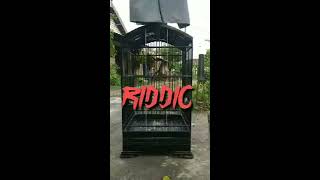 Cendet Riddick Lagu Istimewah 