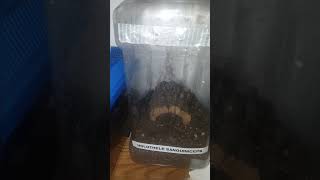 Holothele Sanguiniceps Trinidad Pink Dwarf