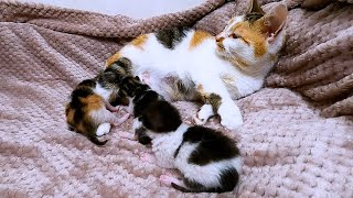 The sounds of little kittens while feeding. Cat habits