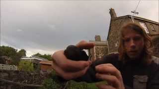 Bird Found In The Garden