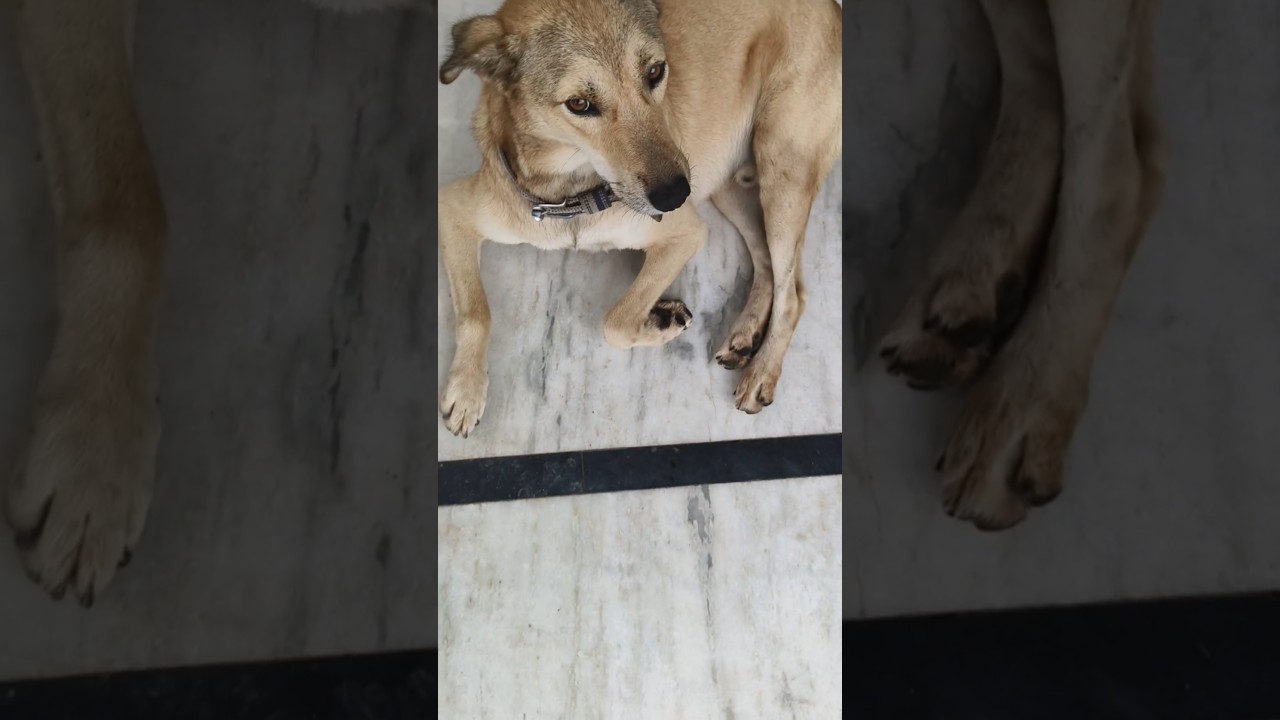 Moj masti with Sheroo 🐕 