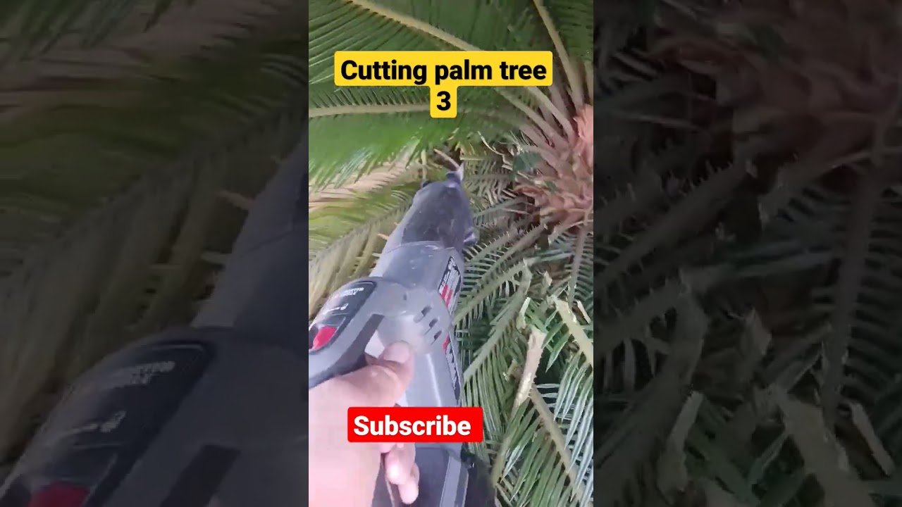 Cutting Palm Tree 3 YouTube cutting-palm-tree-3-youtube