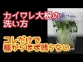 カイワレ大根の洗い方【種ガラほぼ残さない方法】