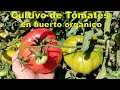 Cultivo de Tomates en huerto orgánico.