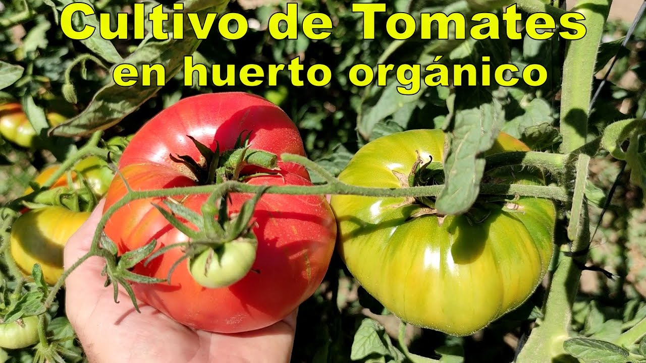 Cultivo de Tomates en huerto orgánico. - YouTube