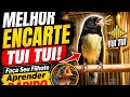 MELHOR ENCARTE TUI TUI! Faça Seu Filhote Aprender RÁPIDO