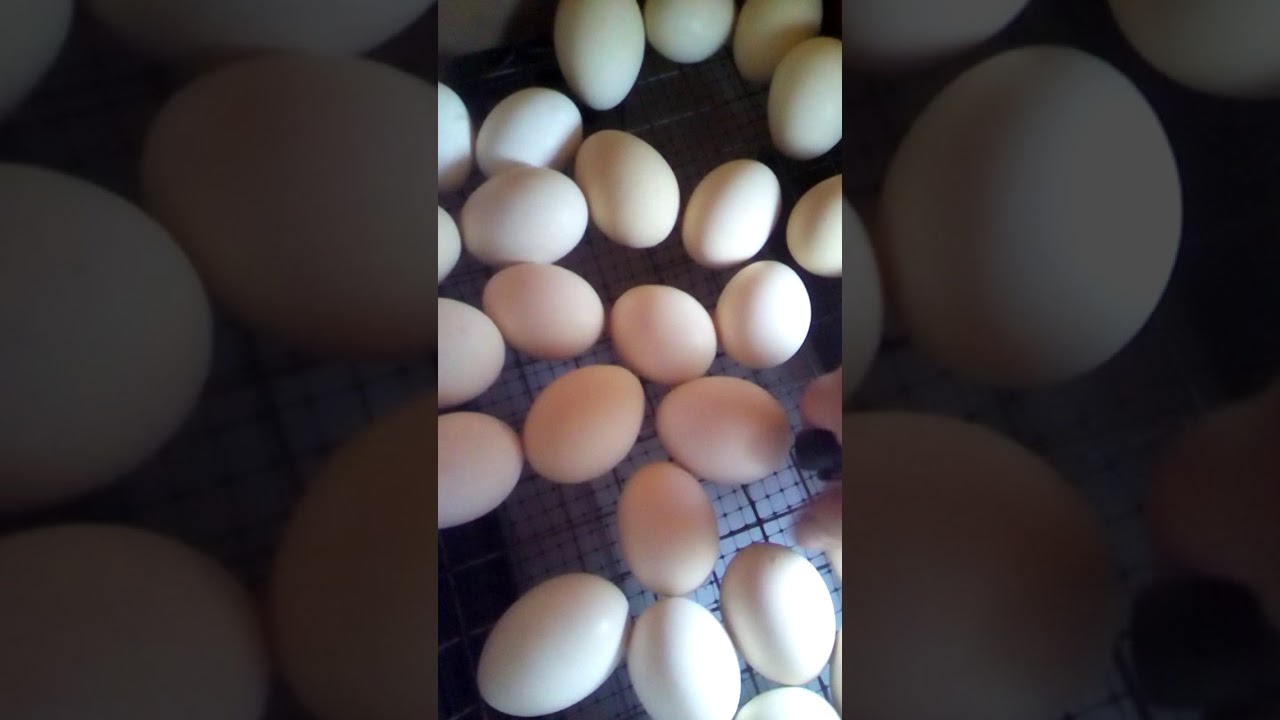 На какой день просвечивают яйца. Овоскопирование гусиных яиц. Овоскопирование гусиных яиц 10 день. Овоскопирование утиных яиц. Гуси инкубация овоскопирование.