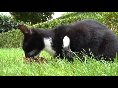 Video: Huidzweren En Depigmentatie (immuungerelateerd) Bij Katten