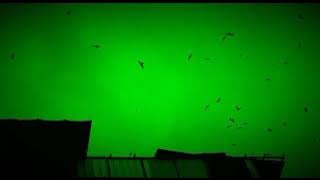SP BURUNG GOIB BY (yusril walet)
