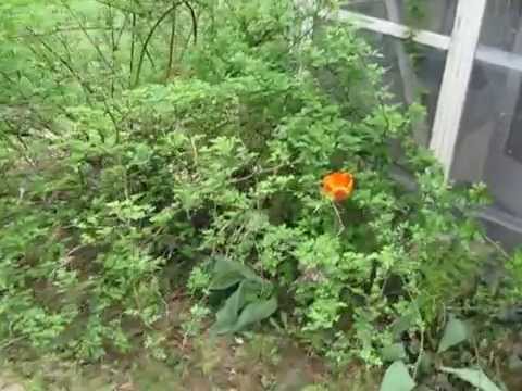 42 Fern St, Auburn, ME home video tour