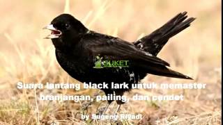[Suara Burung Juara] Lantang Black Lark Untuk Memaster Branjangan, Pailing, & Cendet