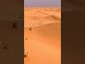 This simple sand grid is turning deserts back to life • #sciencefacts #shortvideo