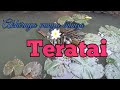 Menanam teratai di kolam nila