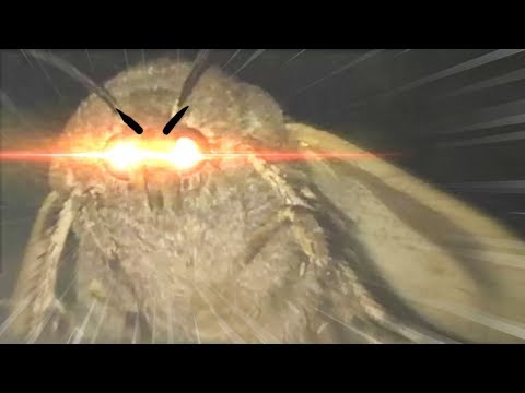 moth-lamp-memes-(asot)