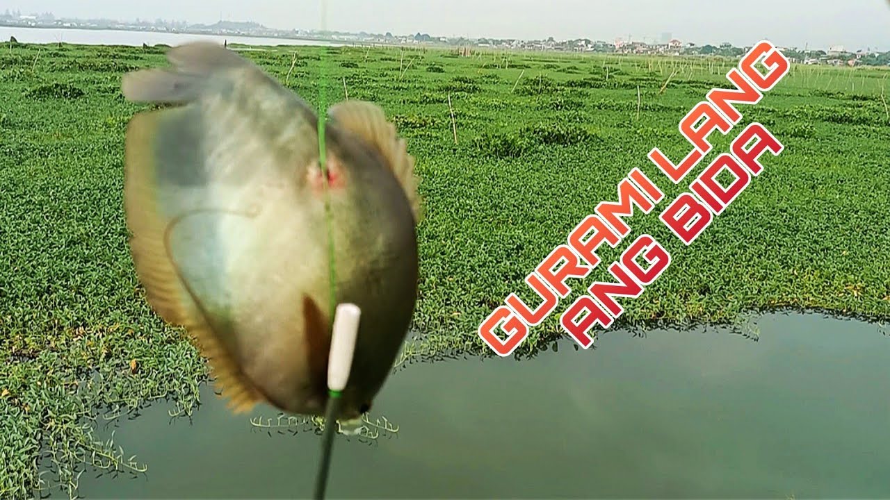 SILA ANG BIDA NGAYUN . TIKSAY FISH HUNTING - YouTube