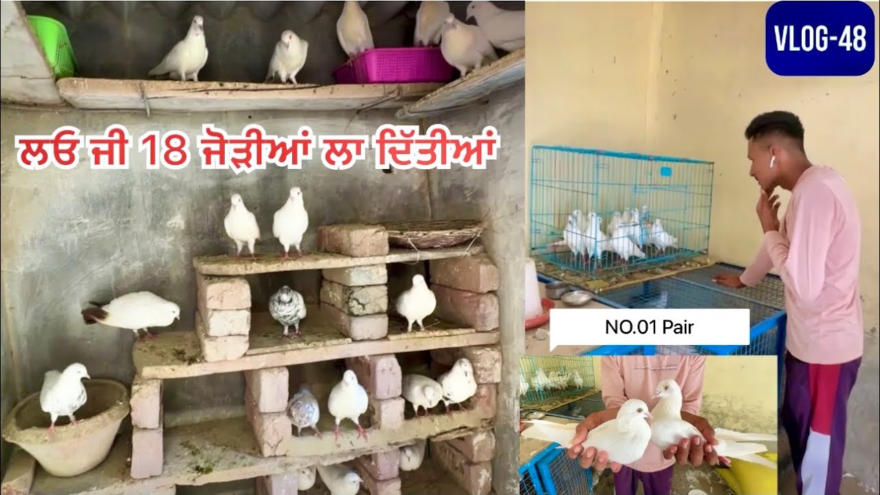 All the pigeons🕊️ were paired || ਲਓ ਜੀ 18 ਜੋੜੀਆਂ ਲਾ ਦਿੱਤੀਆਂ || ਤੇ ਕਰੋ ਸ਼ੌਂਕ ਵੱਡੇ ਜੋੜਿਆਂ ਦਾ