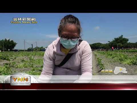 香菜控是你? 雲林這地方一分多香菜免費送！ -雲林新聞網