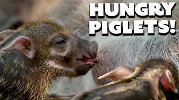 Red River Hog Feeds Her Tiny Newborn Piglets | The Secret Life of the Zoo | Nature Bites