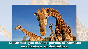 ¿Cuántos dientes tienen las jirafas?