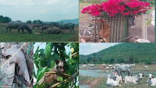 Wonderful, Animals, Landscapes
