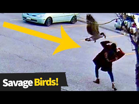 Top 20 Funniest Bird Attacks Caught On Camera | Evil Birds