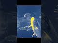 大きな犬がいる生活にという曲です#オリジナル曲