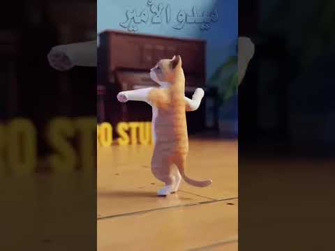 اغنية عائشة الجديدة