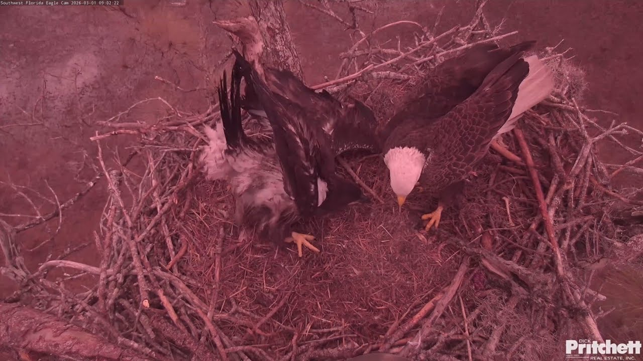 SWFL EAGLE CAM 2026.3.1 Dad brought a RK Mammals Pelt.