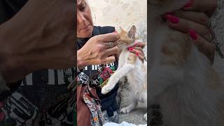 GEVOELIGE INHOUD! Straatkittens! #miauw #kitten #redding #schattig #leven #shorts