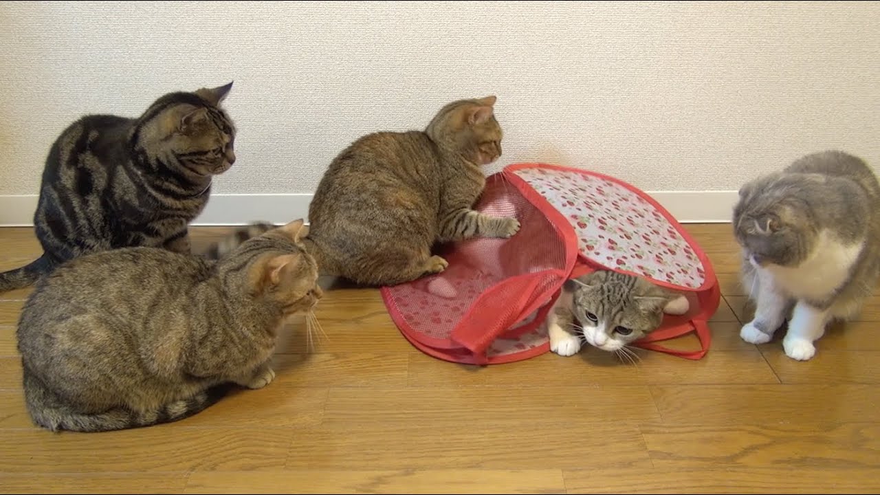 catalog ホッピングバッグで遊ぶ9匹の猫 9 cats play with a Bag