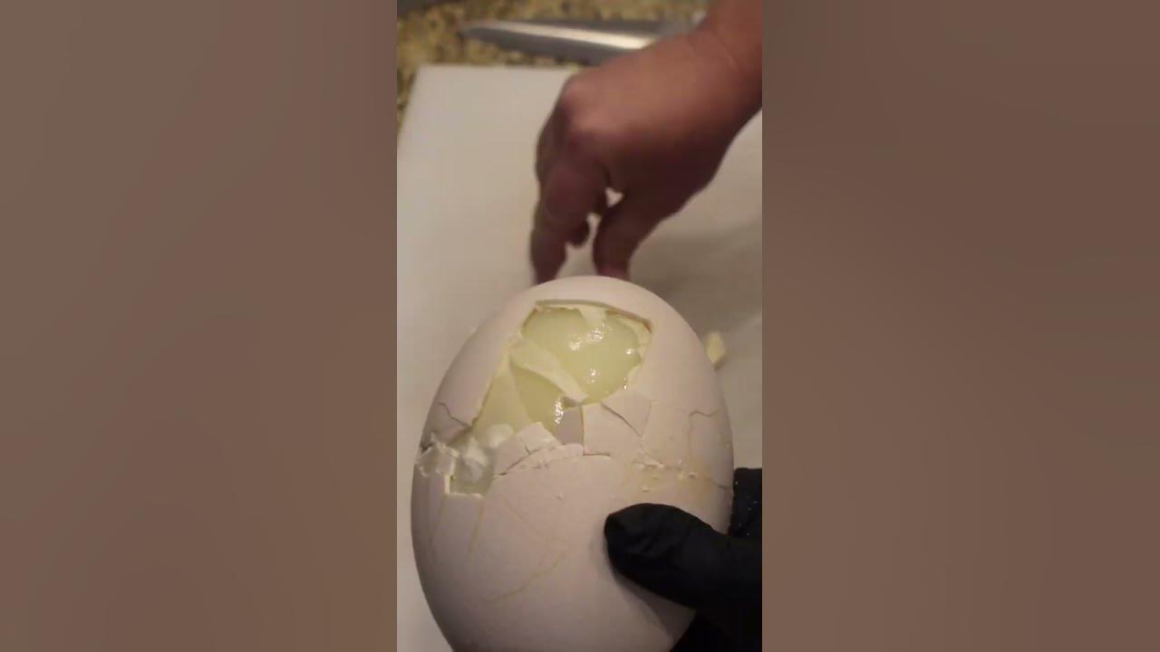 Eating a 3 Pound Hard Boiled Ostrich Egg (Live Stream)