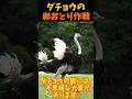 【ゆっくり解説】 ダチョウの卵おとり作戦