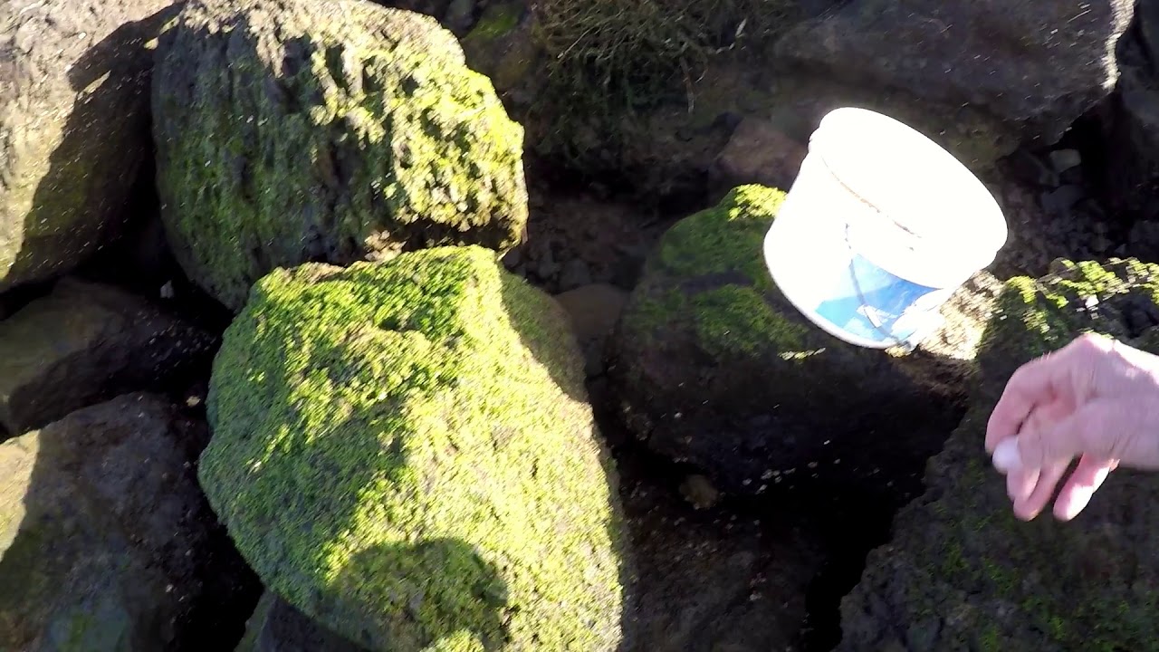 Herring Fishing Newport Oregon 3/2021 YouTube