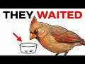 Your Birds Notice When You Stop Showing Up