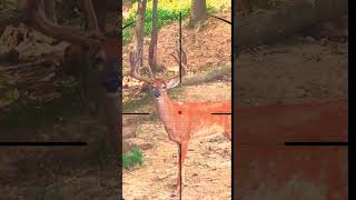 Deer Hunting Caccia Al Cervo Hertenjacht