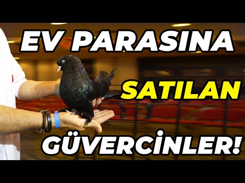 Türkiye'nin En Büyük