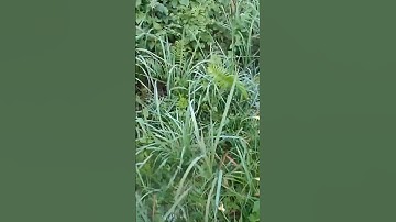 TỚI MIỆNG mà ăn không được.. /nghề mưu sinh [] bẫy chuột cống nhum #săn #bắt #bẫy #chuot